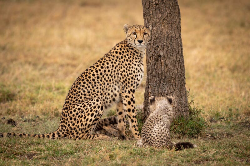 Το τσιτάχ κάθεται με cub της εκτός από το δέντρο στοκ εικόνα Το τσιτάχ κάθεται με cub της εκτός από το δέντρο στοκ εικόνα