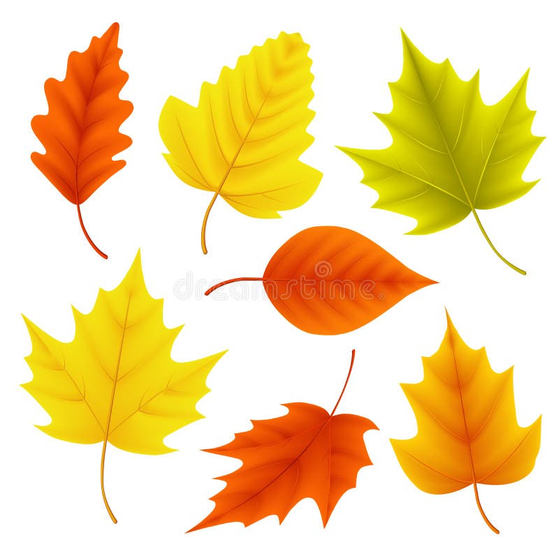 Autumn leaves vector set for fall seasonal elements with maple and oak leaf in colors isolated in white background. Vector illustration. Autumn leaves vector set for fall seasonal elements with maple and oak leaf in colors isolated in white background. Vector illustration.