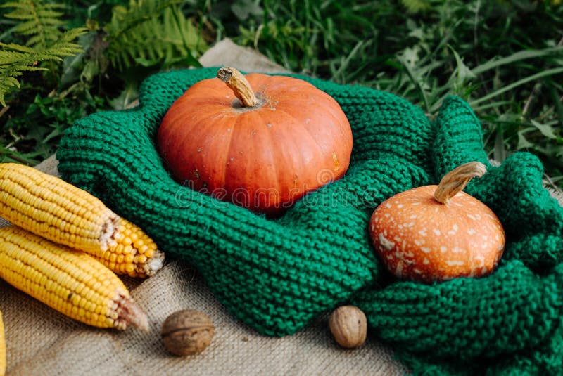 Autumn harvest, corn, large orange pumpkin, nuts on a green knitted scarf 1. Autumn harvest, corn, large orange pumpkin, nuts on a green knitted scarf 1