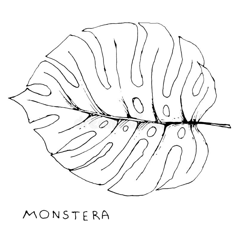 Το φύλλο Monstera και το χειρόγραφο χέρι επιγραφής επισύρουν την προσοχή την τέχνη συνδετήρων που απομονώνεται στο άσπρο υπόβαθρο ελεύθερη απεικόνιση δικαιώματος Το φύλλο Monstera και το χειρόγραφο χέρι επιγραφής επισύρουν την προσοχή την τέχνη συνδετήρων που απομονώνεται στο άσπρο υπόβαθρο ελεύθερη απεικόνιση δικαιώματος