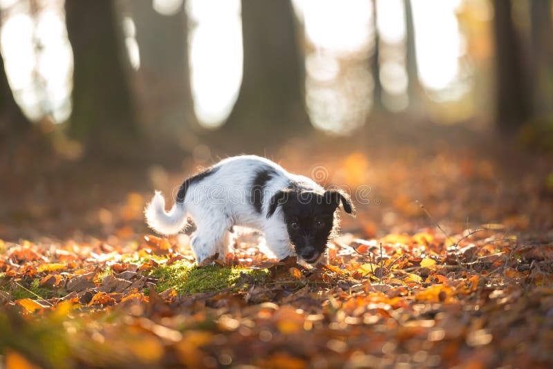 Το χαριτωμένο σκυλάκι τεριέ του Jack Russell να φανεί προς τα εμπρός änd που στέκεται ένα φθινόπωρο φεύγει στοκ φωτογραφία Το χαριτωμένο σκυλάκι τεριέ του Jack Russell να φανεί προς τα εμπρός änd που στέκεται ένα φθινόπωρο φεύγει στοκ φωτογραφία