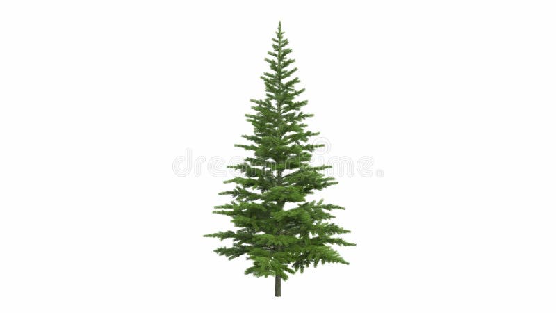 Το χριστουγεννιάτικο δέντρο, πεύκο, fir-tree, μεγαλώνει 4K