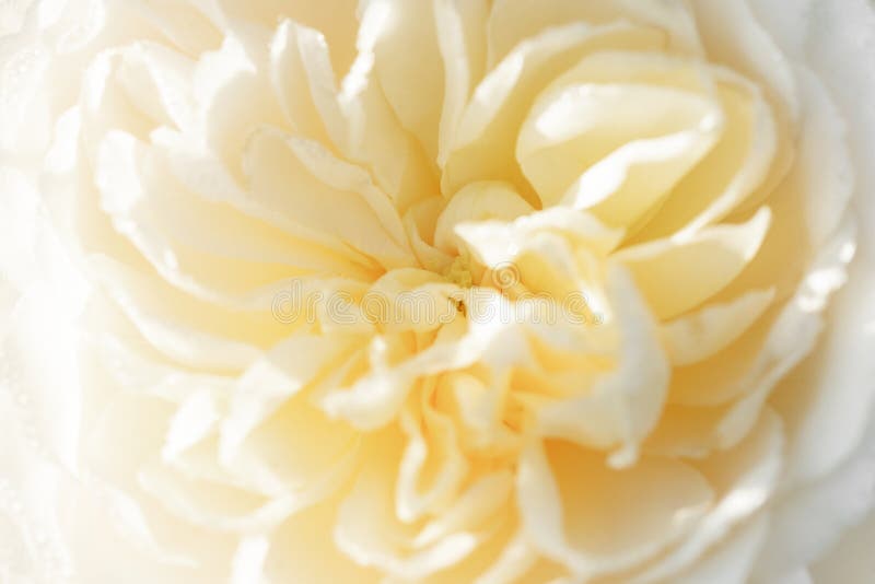 Το χρώμα κρέμας θαμπάδων Unfocused αγγλικά αυξήθηκε πέταλα, αφηρημένο ρωμανικό υπόβαθρο στοκ φωτογραφία με δικαίωμα ελεύθερης χρήσης Το χρώμα κρέμας θαμπάδων Unfocused αγγλικά αυξήθηκε πέταλα, αφηρημένο ρωμανικό υπόβαθρο στοκ φωτογραφία με δικαίωμα ελεύθερης χρήσης