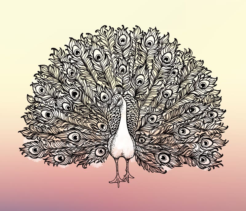 Το όμορφο Handdrawn πουλί Peacock απεικόνισης συνδετήρας-τέχνης αποτελείται πολλές λεπτομέρειες διανυσματική απεικόνιση