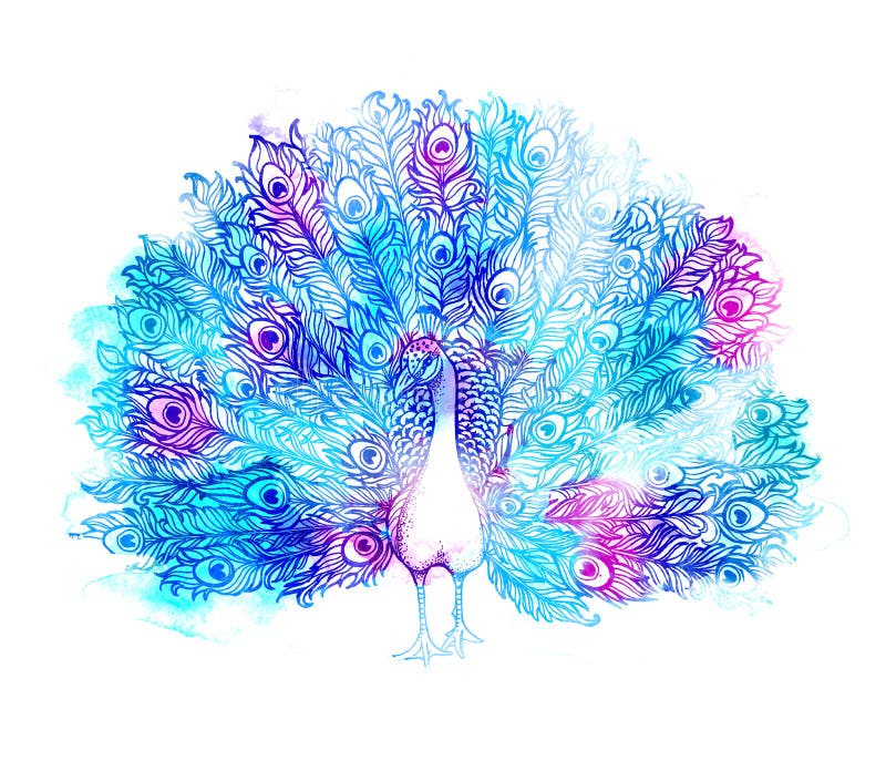 Το όμορφο Handdrawn πουλί Peacock αποτελείται πολλές λεπτομέρειες ελεύθερη απεικόνιση δικαιώματος