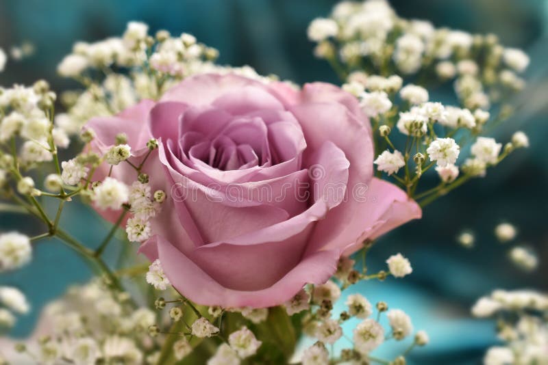 Το όμορφο lavender χρώμα αυξήθηκε με το gypsophilla στοκ εικόνα με δικαίωμα ελεύθερης χρήσης