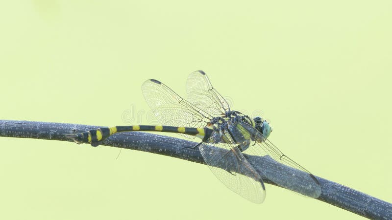Το όμορφο έντομο λιβελλουλών που στηρίζεται στην πράσινη χλόη στη λίμνη τη θερινή ημέρα