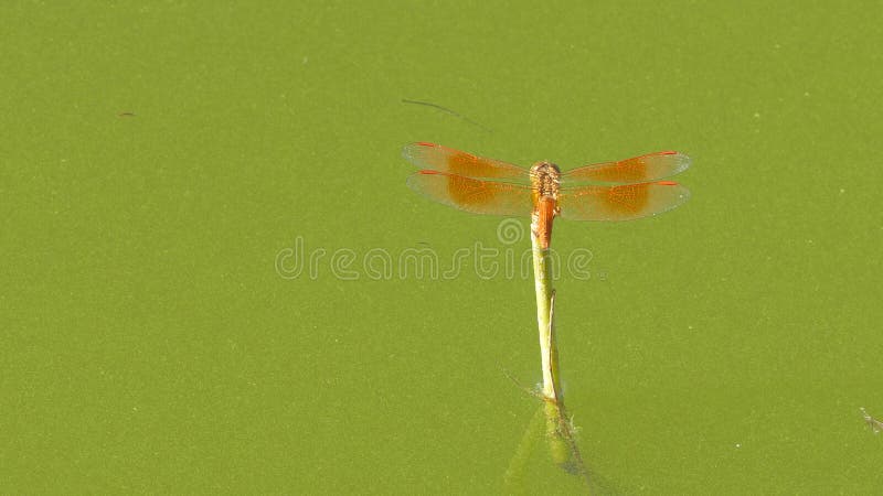 Το όμορφο έντομο λιβελλουλών που στηρίζεται στην πράσινη χλόη στη λίμνη τη θερινή ημέρα