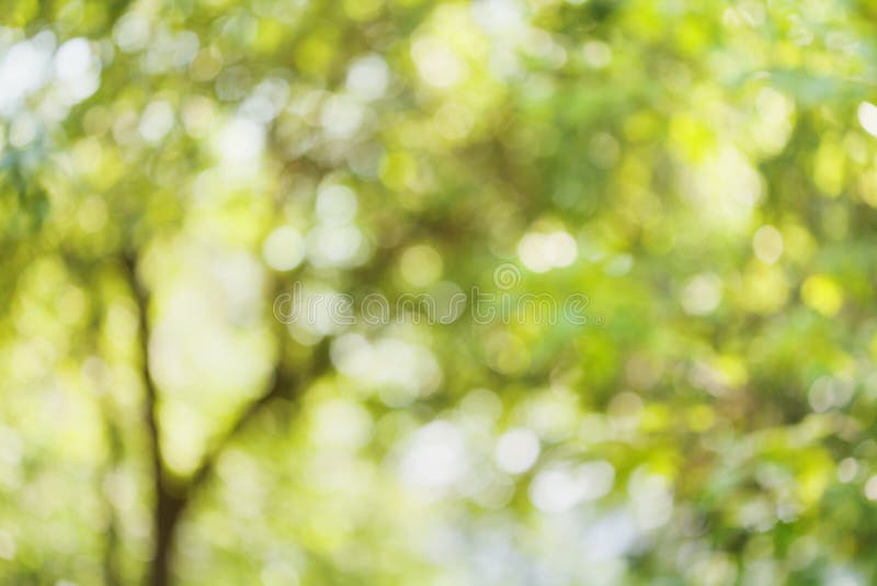 Το όμορφο υπόβαθρο bokeh το δέντρο Φυσικό θολωμένο σκηνικό των πράσινων φύλλων Εποχή καλοκαιριού ή άνοιξης στοκ φωτογραφία