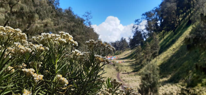 θέα από το λόφο στο όρος λάνου με λουλούδια edelweiss παντού και πολύχρωμες σκηνές.
