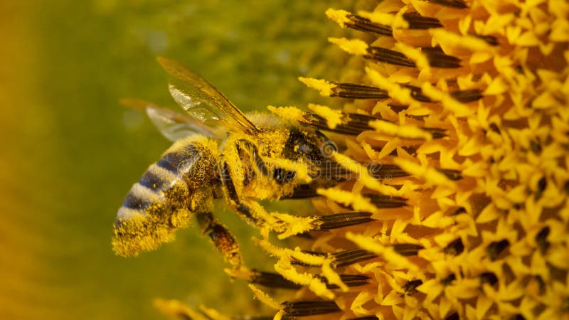 Το С о 8Bee σε μια κίτρινη γύρη, συλλέγει το νέκταρ ηλίανθων στοκ εικόνα με δικαίωμα ελεύθερης χρήσης