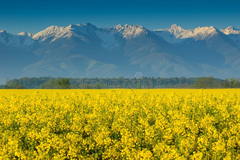 Τομέας Canola και υψηλά χιονώδη βουνά, Fagaras, Carpathians, Ρουμανία στοκ εικόνες