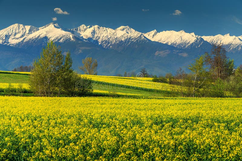 Τομέας Canola και υψηλά χιονώδη βουνά, Fagaras, Carpathians, Τρανσυλβανία, Ρουμανία στοκ φωτογραφία
