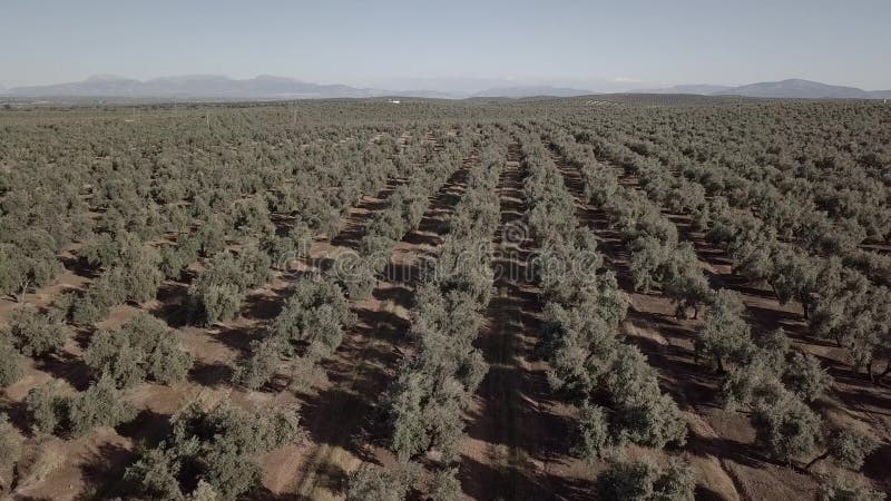 Τομέας άποψης αέρα των ελιών κοντά στο Jae'n