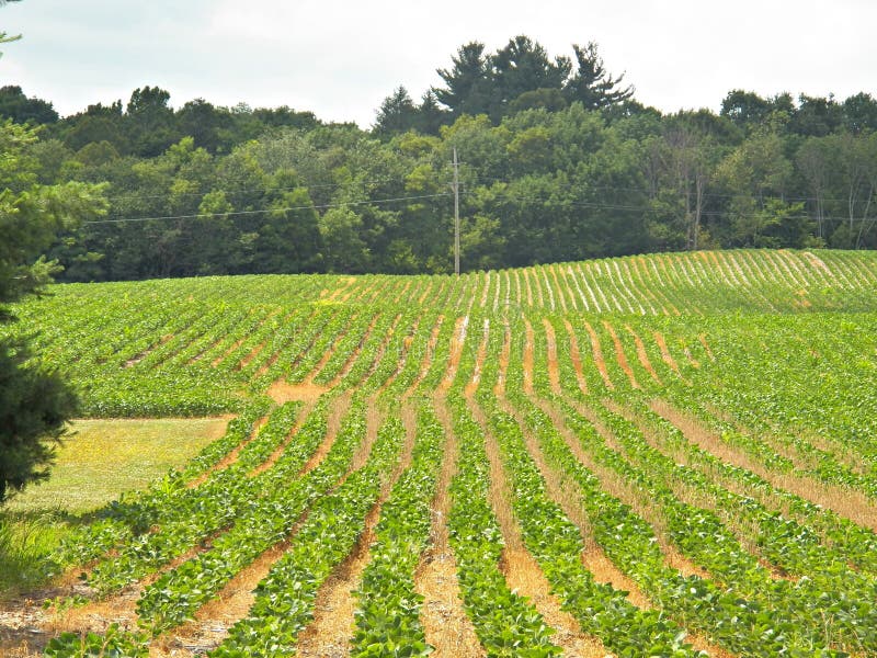 Perfect rows of crops align the field. Perfect rows of crops align the field