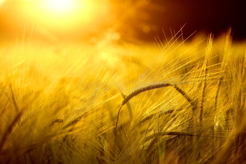 Barley field in golden glow of evening sun. Barley field in golden glow of evening sun
