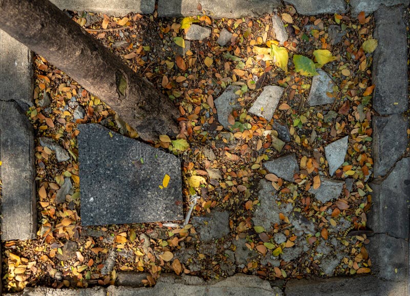 Τοπ άποψη των ξηÏών φÏλλων, του κοÏÎ¼Î¿Ï Î´ÎντÏων, του σπασμÎνων μαÏÏων κε στοκ εικόνες Τοπ άποψη των ξηÏών φÏλλων, του κοÏÎ¼Î¿Ï Î´ÎντÏων, του σπασμÎνων μαÏÏων κε στοκ εικόνες