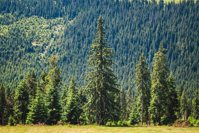 Τοπία των βουνών Rodna ανατολικά carpathians, Ρουμανία στοκ φωτογραφίες Τοπία των βουνών Rodna ανατολικά carpathians, Ρουμανία στοκ φωτογραφίες