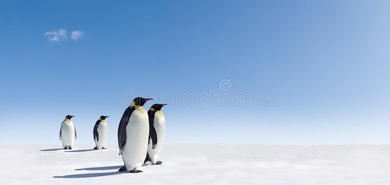 τοπίο penguins χιονώδες στοκ φωτογραφίες