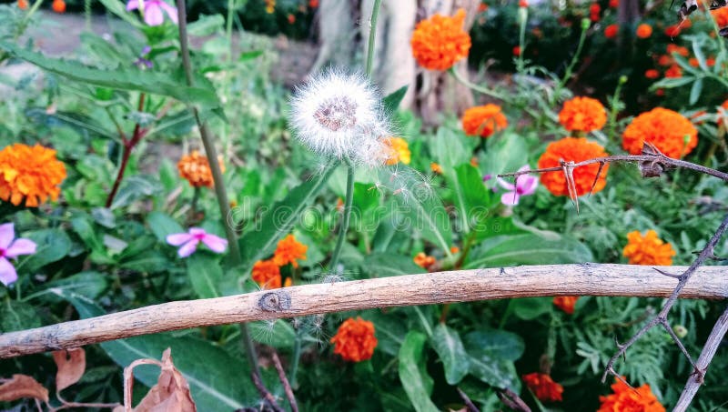 Τοπίο Ragleaf στοκ φωτογραφία με δικαίωμα ελεύθερης χρήσης Τοπίο Ragleaf στοκ φωτογραφία με δικαίωμα ελεύθερης χρήσης