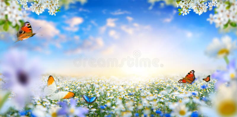 Dreamland fantasy landscape with a meadow covered by spring flowers and butterflies flying towards the sun in the blue morning sky. Dreamland fantasy landscape with a meadow covered by spring flowers and butterflies flying towards the sun in the blue morning sky