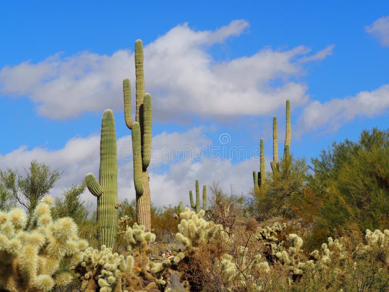 A large variety of cacti that include Saguaro, Hedgehog and Cholla grow thickly in a central Arizona desert landscape. The smaller Saguaro in the foreground is over 100 years old. A large variety of cacti that include Saguaro, Hedgehog and Cholla grow thickly in a central Arizona desert landscape. The smaller Saguaro in the foreground is over 100 years old.