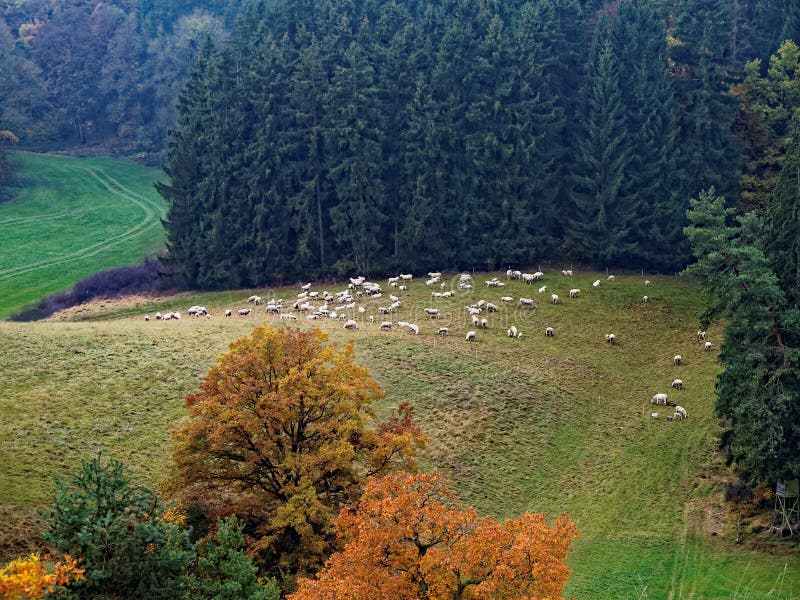 Sheep grazing in a valley at a fir forest of the nature park Swabian Alps, Germany. Fall landscape idyll. High-angle shot. Sheep grazing in a valley at a fir forest of the nature park Swabian Alps, Germany. Fall landscape idyll. High-angle shot.