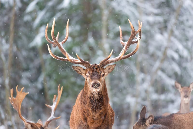 Τοπίο χειμερινής άγριας φύσης με τα ευγενή deers Cervus Elaphus Ελάφια με τα μεγάλα κέρατα με το χιόνι στο πρώτο πλάνο και εξέτασ στοκ φωτογραφίες με δικαίωμα ελεύθερης χρήσης Τοπίο χειμερινής άγριας φύσης με τα ευγενή deers Cervus Elaphus Ελάφια με τα μεγάλα κέρατα με το χιόνι στο πρώτο πλάνο και εξέτασ στοκ φωτογραφίες με δικαίωμα ελεύθερης χρήσης