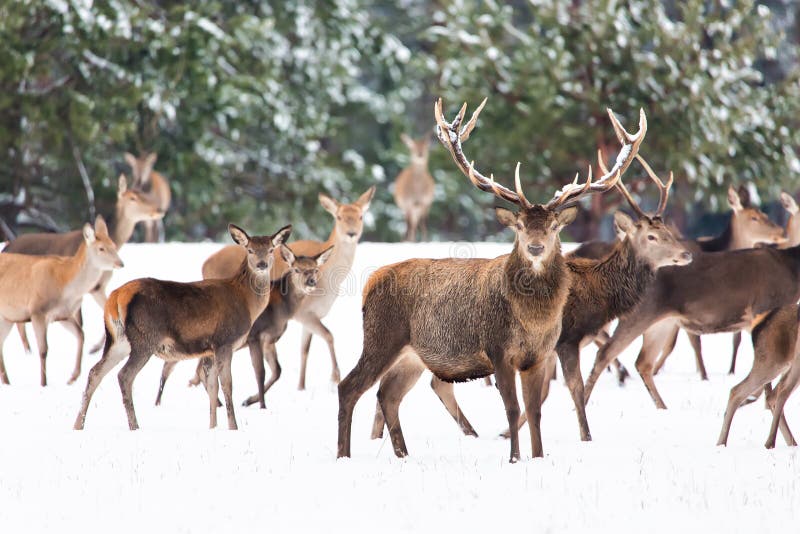 Τοπίο χειμερινής άγριας φύσης με τα ευγενή deers Cervus Elaphus Πολλά deers το χειμώνα Ελάφια με τα μεγάλα κέρατα με το χιόνι στο στοκ φωτογραφία με δικαίωμα ελεύθερης χρήσης Τοπίο χειμερινής άγριας φύσης με τα ευγενή deers Cervus Elaphus Πολλά deers το χειμώνα Ελάφια με τα μεγάλα κέρατα με το χιόνι στο στοκ φωτογραφία με δικαίωμα ελεύθερης χρήσης