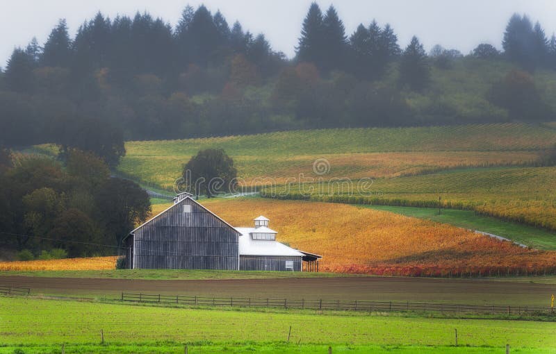 Dundee, Oregon, USA - November 2, 2014: Autumn colors fill the Dundee Hills Wine Country in Dundee, Oregon. Dundee, Oregon, USA - November 2, 2014: Autumn colors fill the Dundee Hills Wine Country in Dundee, Oregon.
