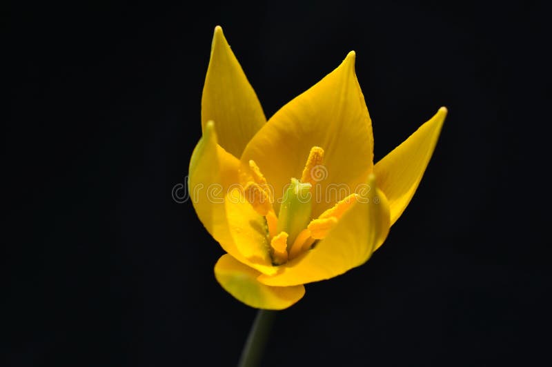 Elegant bright yellow tulip flower in the sunlight against a dark background. Wilding. Elegant bright yellow tulip flower in the sunlight against a dark background. Wilding