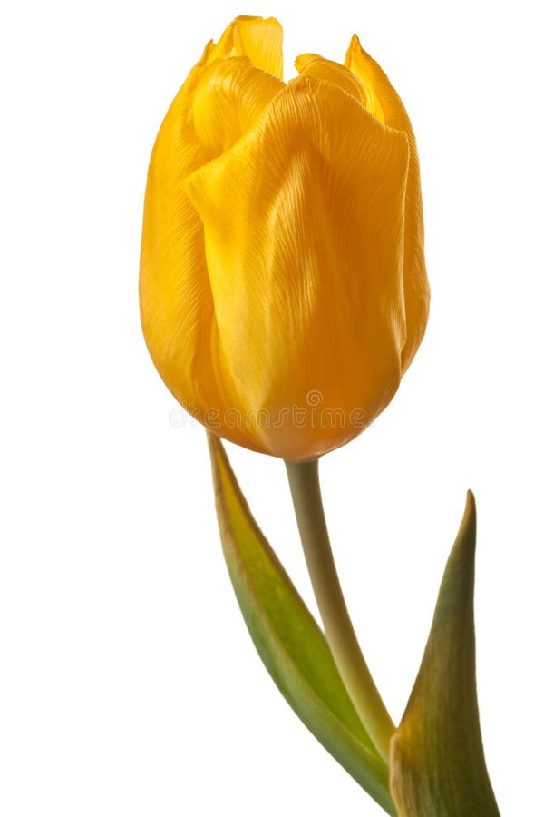 Spring tulip flower in bright yellow isolated on a pure white background. Spring tulip flower in bright yellow isolated on a pure white background