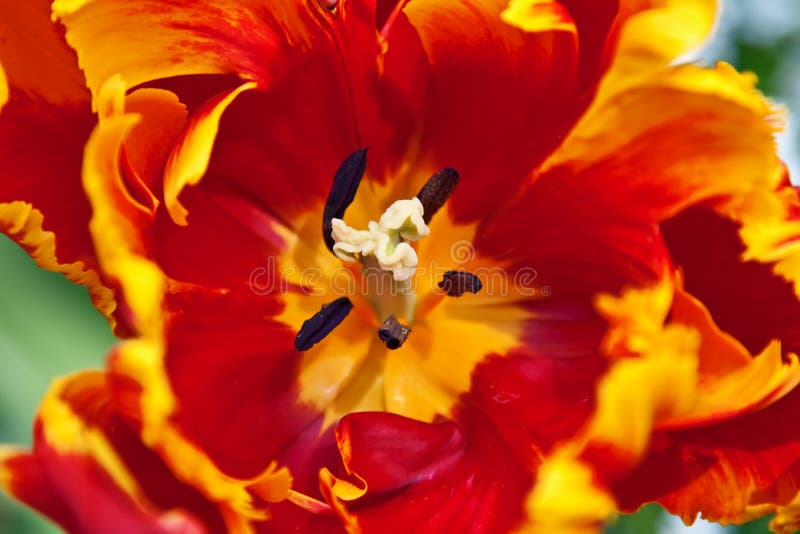 Close-up of the colorful tulip flower. Close-up of the colorful tulip flower