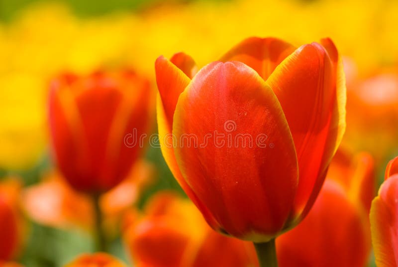 Red tulip in the flower field. Red tulip in the flower field