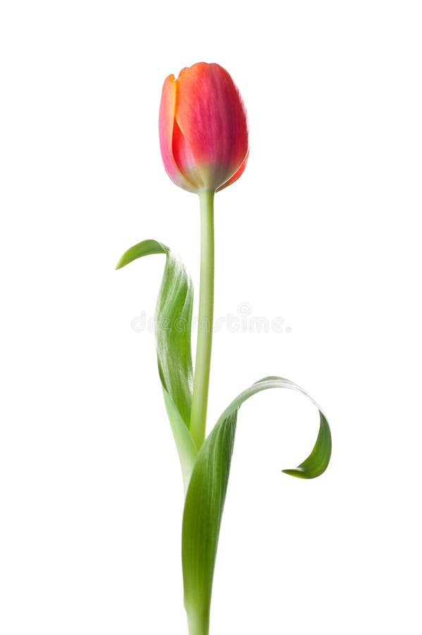 Tulip flower isolated on white background. Tulip flower isolated on white background