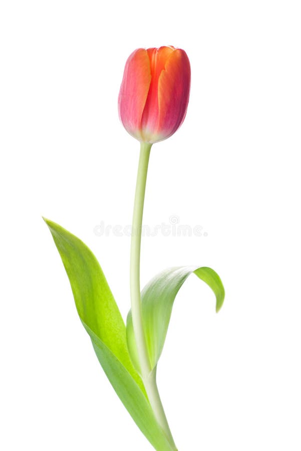 Tulip flower isolated on white background. Tulip flower isolated on white background