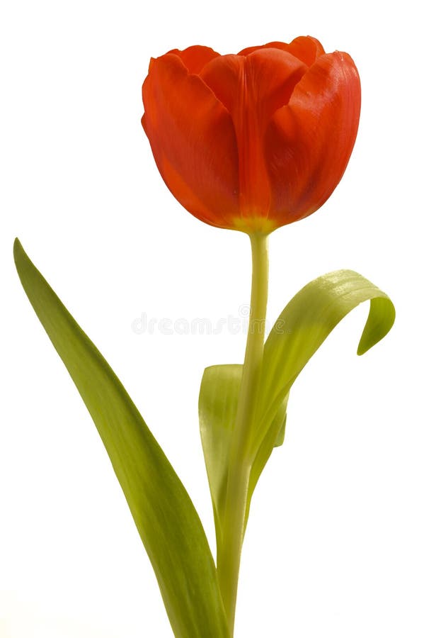 Easter tulip flower isolated on white background. Easter tulip flower isolated on white background