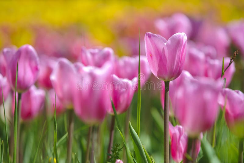 Purple tulip flower in garden. Purple tulip flower in garden