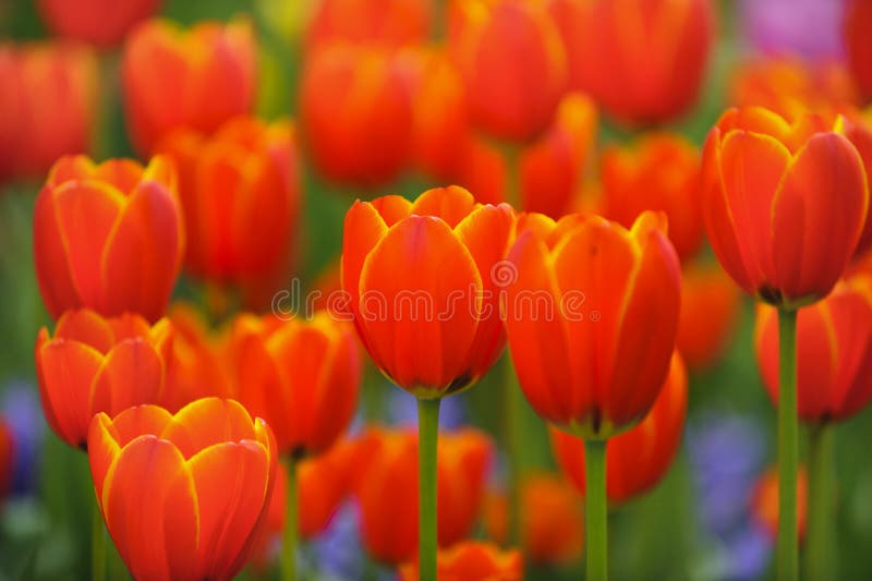 Tulip flower in garden at spring. Tulip flower in garden at spring