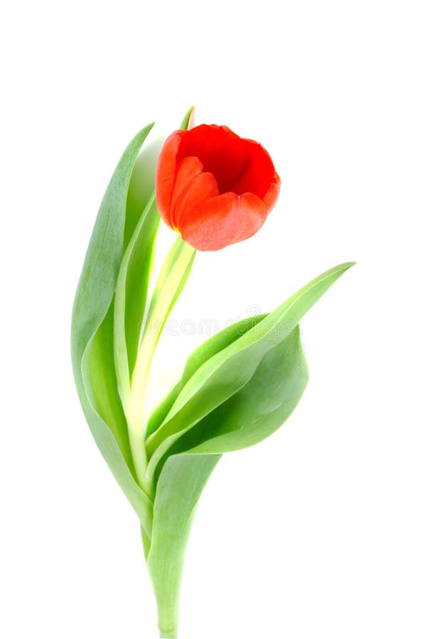 Tulip flower. Isolation on the white. Tulip flower. Isolation on the white