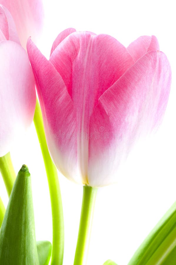 Tulip flower. beauty, blooming, blossom. Tulip flower. beauty, blooming, blossom