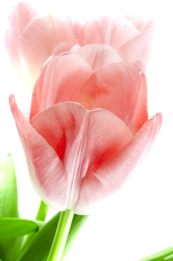 Tulip flower/ on white background. Tulip flower/ on white background