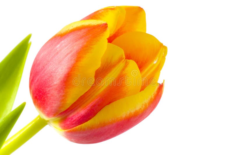 Beautiful bright tulip flower on white background. Beautiful bright tulip flower on white background