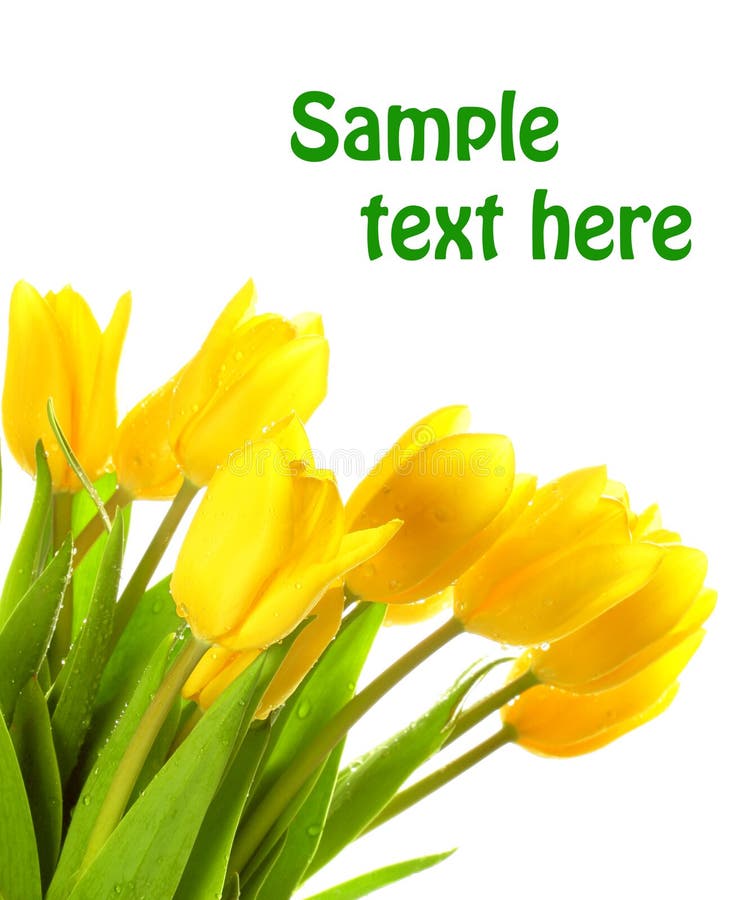 Yellow tulips covered in raindrops on a white background, with copy space and easily removable sample text. Yellow tulips covered in raindrops on a white background, with copy space and easily removable sample text