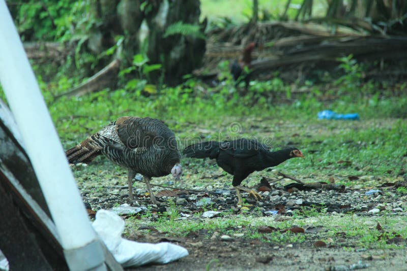 Turkey chicken in the yard, foraging on the ground, version 1. Turkey chicken in the yard, foraging on the ground, version 1