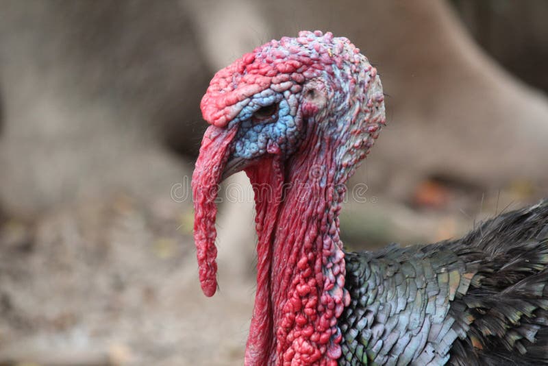 Γαλοπούλα στη φάρμα στοκ εικόνες με δικαίωμα ελεύθερης χρήσης