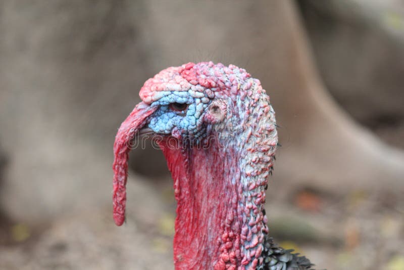 Τουρκία στο αγρόκτημα στοκ φωτογραφίες