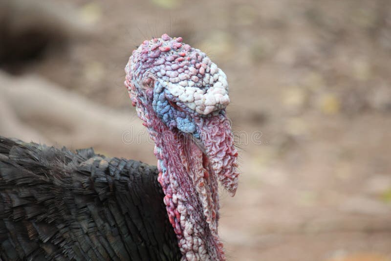 Τουρκία στο αγρόκτημα στοκ εικόνα με δικαίωμα ελεύθερης χρήσης