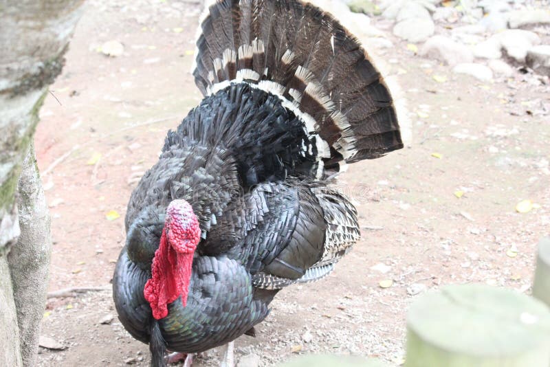 Γαλοπούλα στη φάρμα στοκ εικόνες με δικαίωμα ελεύθερης χρήσης