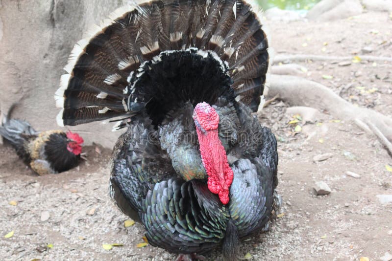 Τουρκία στο αγρόκτημα στοκ εικόνες